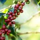 métodos e tipos de colheitas do café
