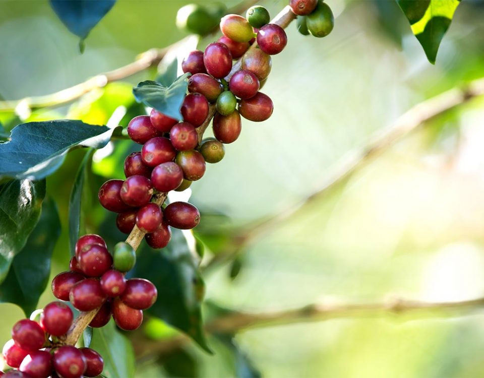 métodos e tipos de colheitas do café