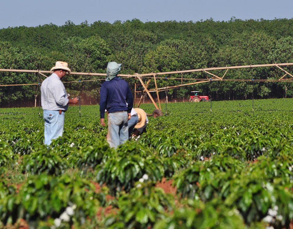 Brasil: O maior produtor de café do mundo!